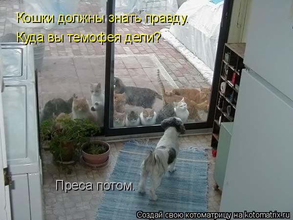 Преса потом. Кошки должны знать правду. Куда вы темофея дели?... Котоматрица: Преса потом. Кошки должны знать правду. Куда вы темофея дели?