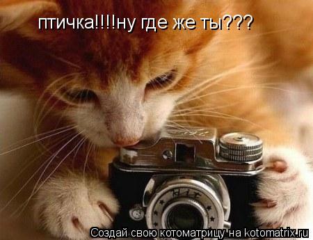 птичка!!!!ну где же ты???... Котоматрица: птичка!!!!ну где же ты???