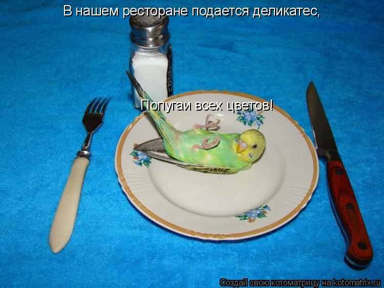 В нашем ресторане подается деликатес, Попугаи всех цветов!... Котоматрица: В нашем ресторане подается деликатес, Попугаи всех цветов!