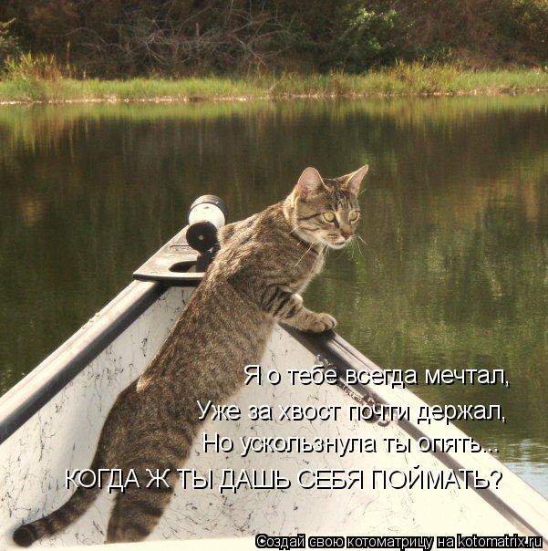 Котоматрица: Я о тебе всегда мечтал,  Уже за хвост почти держал,  Но ускользнула ты опять... КОГДА Ж ТЫ ДАШЬ СЕБЯ ПОЙМАТЬ?