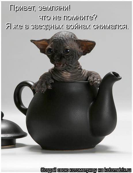 Привет, земляни! что не помните? Я же в звездных войнах снимался.... Котоматрица: Привет, земляни! что не помните? Я же в звездных войнах снимался.