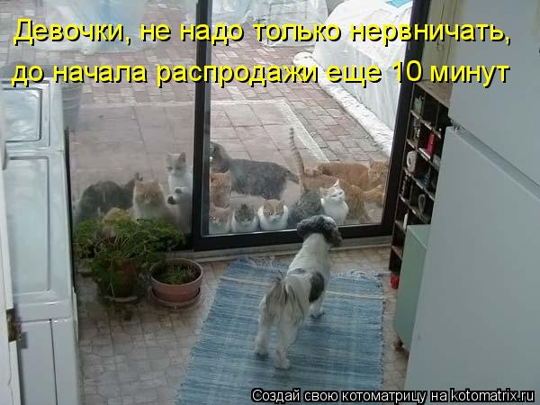 Девочки, не надо только нервничать, до начала распродажи еще 10 минут... Котоматрица: Девочки, не надо только нервничать, до начала распродажи еще 10 минут