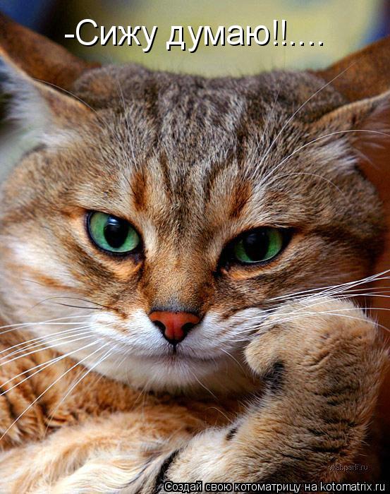 Котоматрица: -Сижу думаю!!....