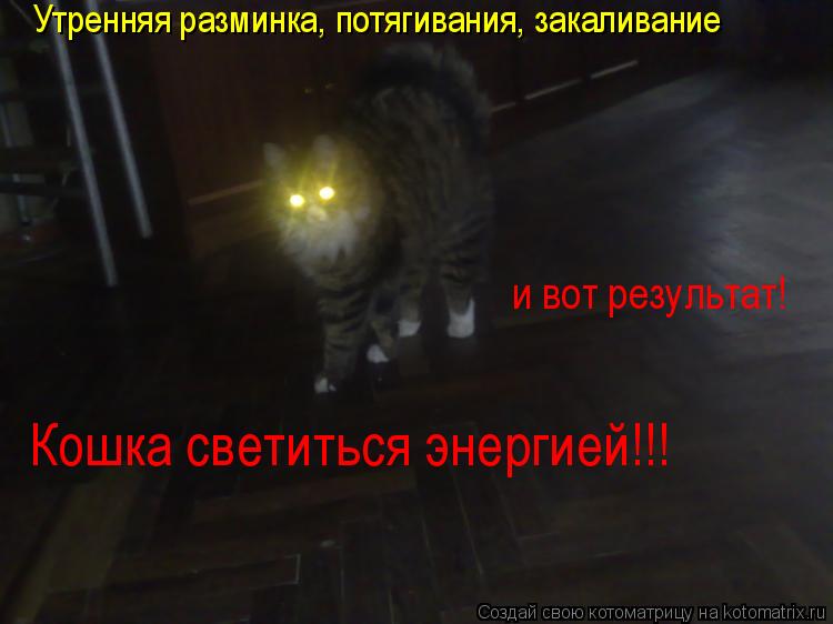 Котоматрица: и вот результат!  Кошка светиться энергией!!! Утренняя разминка, потягивания, закаливание