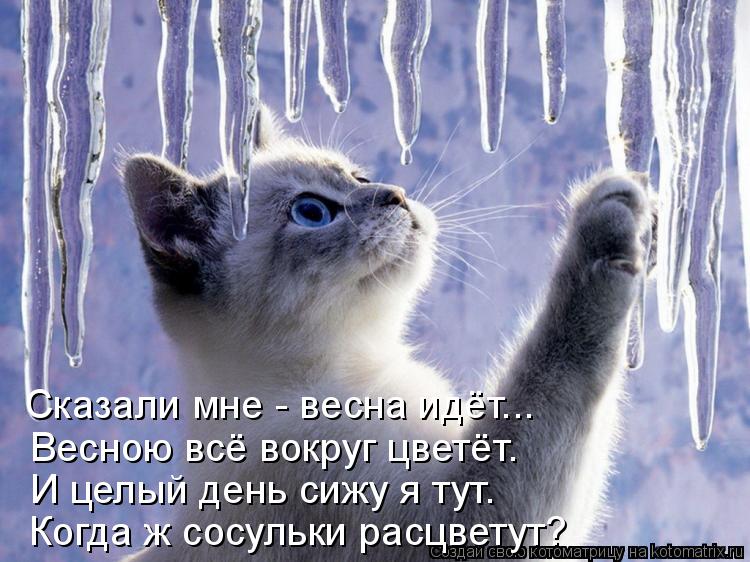 Сказали мне - весна идёт... Весною всё вокруг цветёт. И целый день сижу я тут. Когда ж сосульки расцв... Котоматрица: Сказали мне - весна идёт... Весною всё вокруг цветёт. И целый день сижу я тут. Когда ж сосульки расцветут?