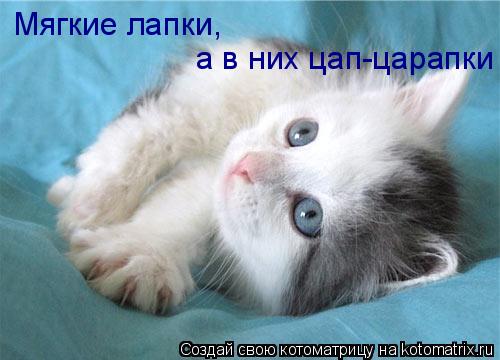 Котоматрица: Мягкие лапки, а в них цап-царапки