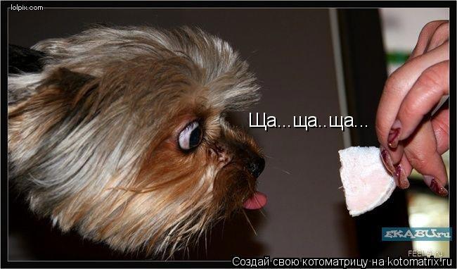 Ща...ща..ща...... Котоматрица: Ща...ща..ща...
