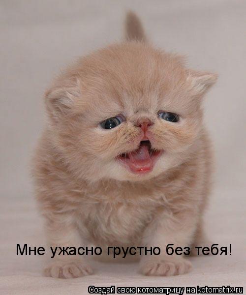 Котоматрица: Мне ужасно грустно без тебя!