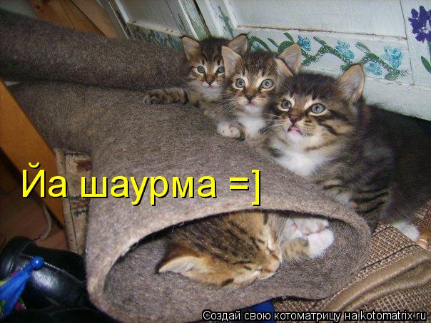 Котоматрица: Йа шаурма =]