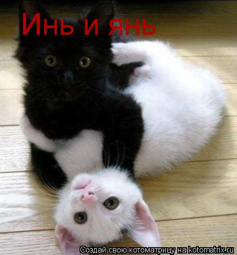 Инь и янь... Котоматрица: Инь и янь