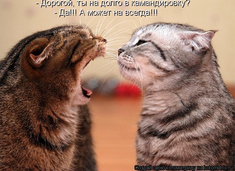Котоматрица: - Дорогой, ты на долго в камандировку? - Да!!! А может на всегда!!!