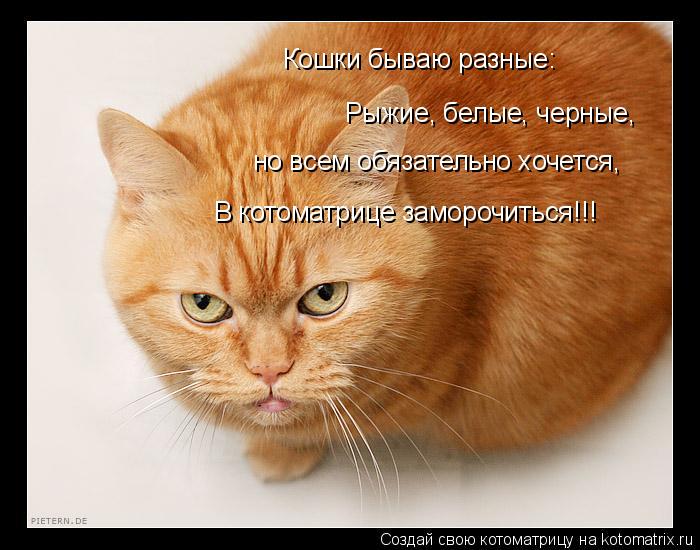 Кошки бываю разные: Рыжие, белые, черные, но всем обязательно хочется, В котоматрице заморочиться!!!... Котоматрица: Кошки бываю разные: Рыжие, белые, черные, но всем обязательно хочется, В котоматрице заморочиться!!!