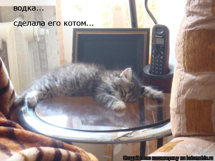 водка... сделала его котом...... Котоматрица: водка... сделала его котом...