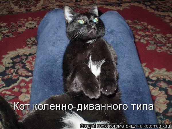 Кот коленно-диванного типа... Котоматрица: Кот коленно-диванного типа