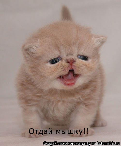 Отдай мышку!!... Котоматрица: Отдай мышку!!