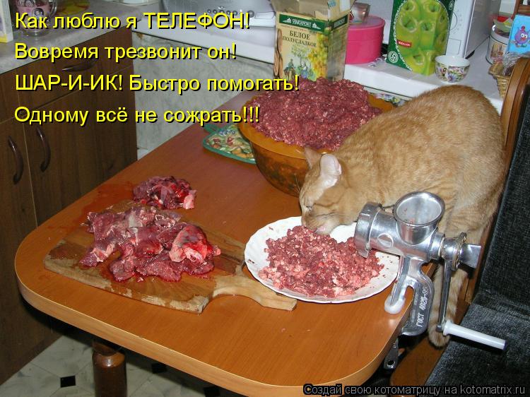 Как люблю я ТЕЛЕФОН! Вовремя трезвонит он! ШАР-И-ИК! Быстро помогать! Одному всё не сожрать!!!... Котоматрица: Как люблю я ТЕЛЕФОН! Вовремя трезвонит он! ШАР-И-ИК! Быстро помогать! Одному всё не сожрать!!!