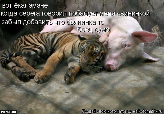 Котоматрица: вот ёкалэмэне когда серега говорил побалует меня свининкой забыл добавить что свининка то боец сумо