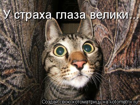 Котоматрица: У страха глаза велики...