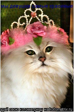 мы девушки самые красивые... Котоматрица: мы девушки самые красивые