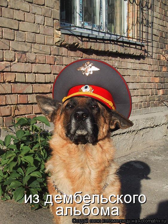 Котоматрица: альбома  из дембельского