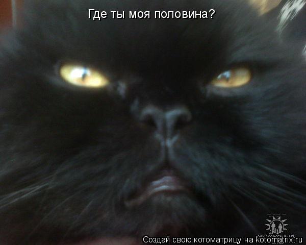 Где ты моя половина?... Котоматрица: Где ты моя половина?
