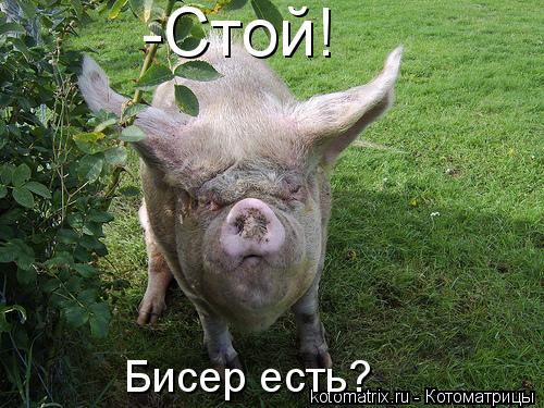 -Стой! Бисер есть?... Котоматрица: -Стой! Бисер есть?