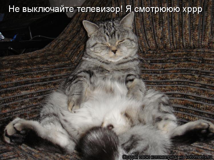 Котоматрица: Не выключайте телевизор! Я смотрююю хррр