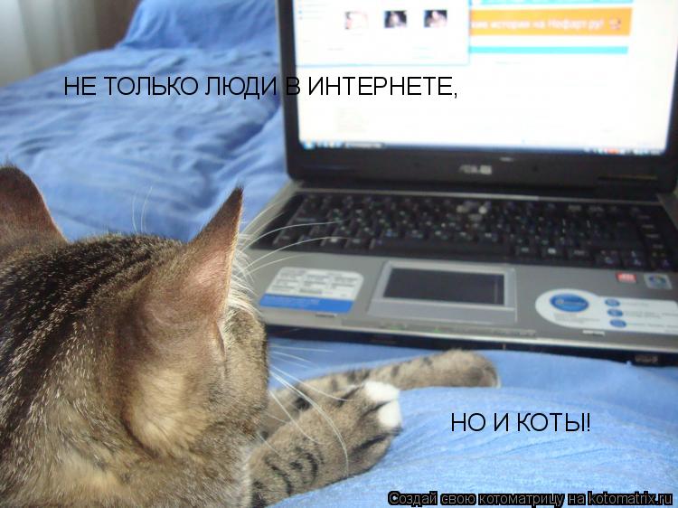 НЕ ТОЛЬКО ЛЮДИ В ИНТЕРНЕТЕ, НО И КОТЫ!... Котоматрица: НЕ ТОЛЬКО ЛЮДИ В ИНТЕРНЕТЕ, НО И КОТЫ!