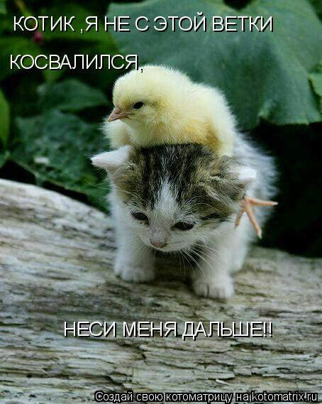 Котоматрица: КОТИК ,Я НЕ С ЭТОЙ ВЕТКИ  КОСВАЛИЛСЯ, НЕСИ МЕНЯ ДАЛЬШЕ!!