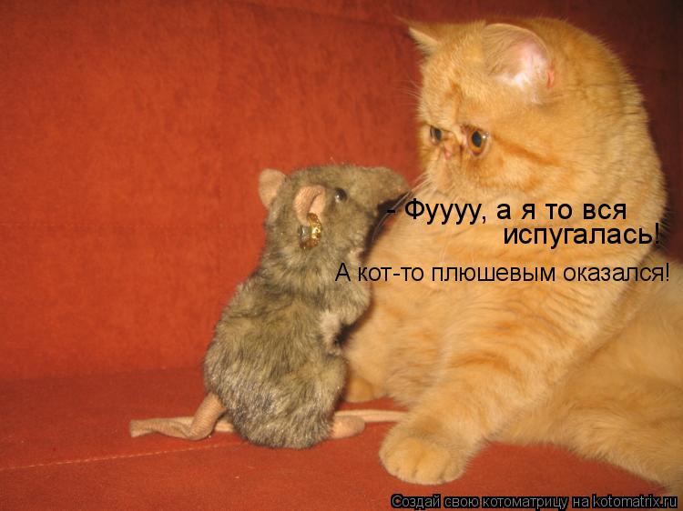 Котоматрица: - Фуууу, а я то вся  испугалась! А кот-то плюшевым оказался!