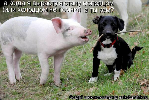 Котоматрица: а когда я вырасту,я стану молодцом  (или холодцом не помню) а ты кем?