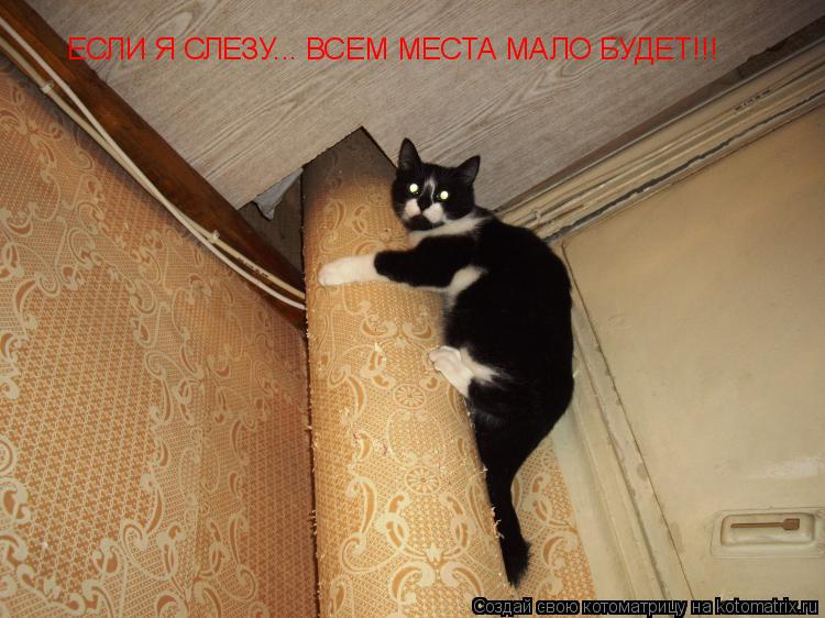 Котоматрица: ЕСЛИ Я СЛЕЗУ... ВСЕМ МЕСТА МАЛО БУДЕТ!!!