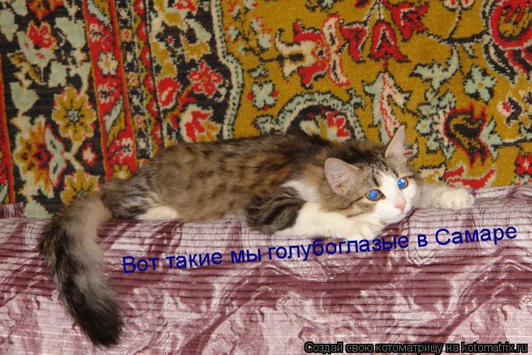 Котоматрица: Вот такие мы голубоглазые в Самаре