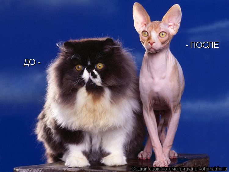 Котоматрица: ДО -   - ПОСЛЕ