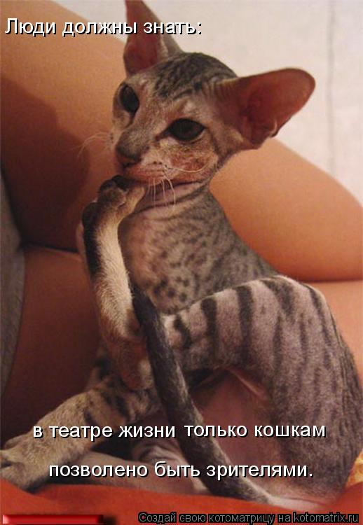 Котоматрица: Люди должны знать:  в театре жизни   только кошкам  позволено быть зрителями.
