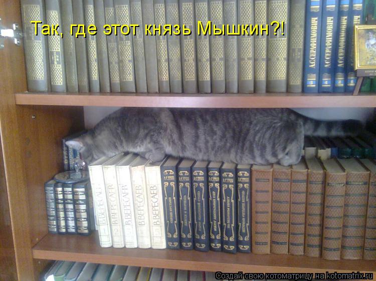Котоматрица: Так, где этот князь Мышкин?!