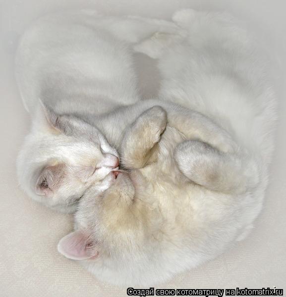 Котоматрица: .