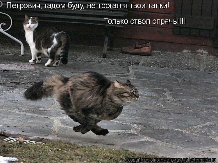 Петрович, гадом буду, не трогал я твои тапки! Только ствол спрячь!!!!... Котоматрица: Петрович, гадом буду, не трогал я твои тапки! Только ствол спрячь!!!!