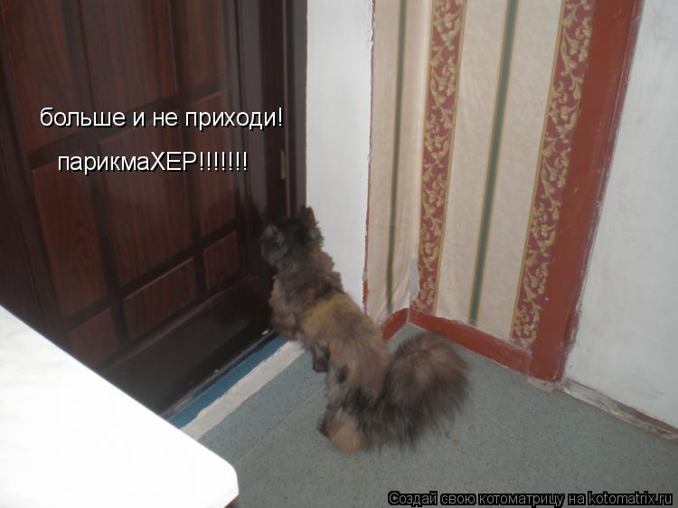 опять не так постригли-догоню-порву!!!!!!! больше и не приходи! парикмаХЕР!!!!!!!... Котоматрица: опять не так постригли-догоню-порву!!!!!!! больше и не приходи! парикмаХЕР!!!!!!!