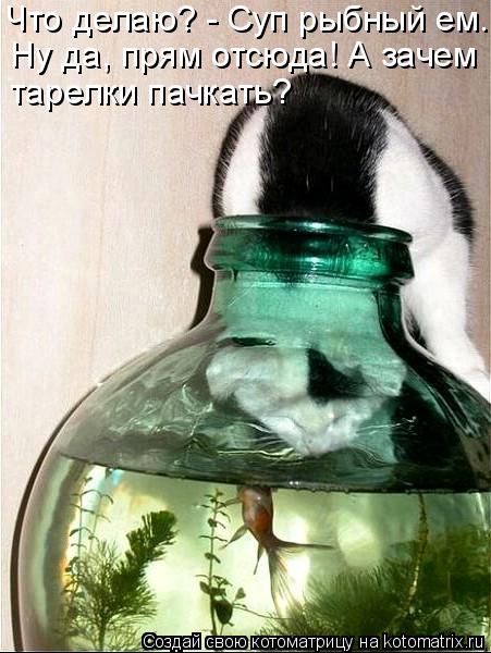 Котоматрица: Что делаю? - Суп рыбный ем. Ну да, прям отсюда! А зачем тарелки пачкать?