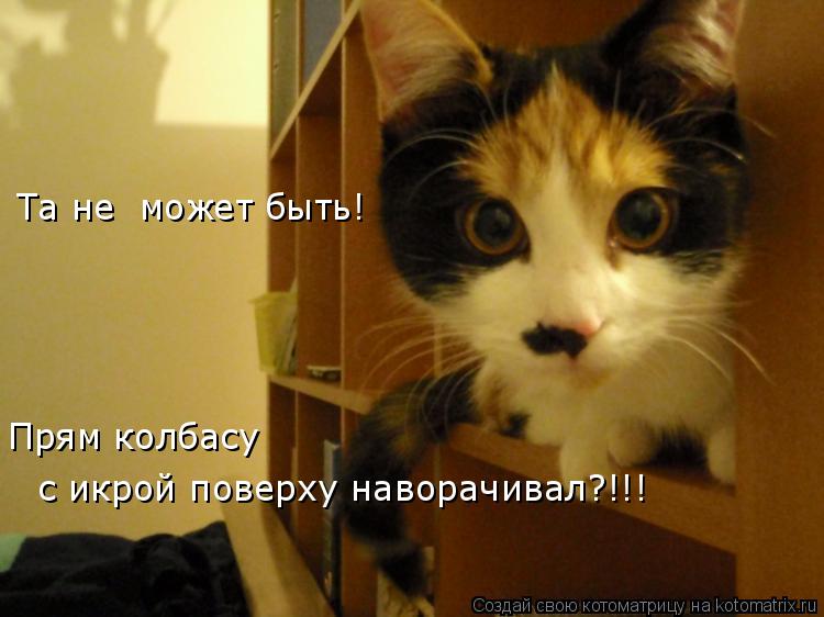 Котоматрица: Та не  может быть! с икрой поверху наворачивал?!!! Прям колбасу