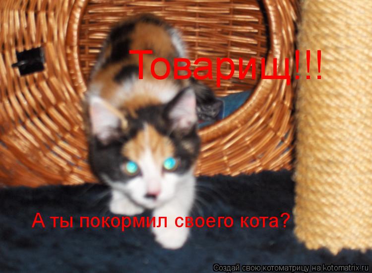 Котоматрица: Товарищ!!! А ты покормил своего кота?