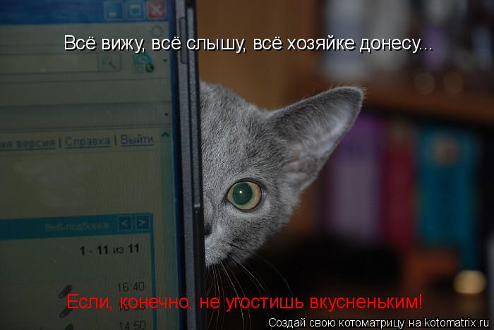 Котоматрица: Всё вижу, всё слышу, всё хозяйке донесу...  Если, конечно, не угостишь вкусненьким!