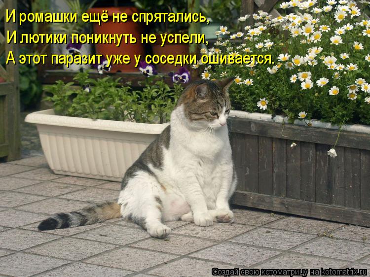Котоматрица: И лютики поникнуть не успели, А этот паразит уже у соседки ошивается. И ромашки ещё не спрятались,