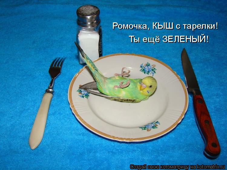 Ромочка, КЫШ с тарелки! Ты ещё ЗЕЛЕНЫЙ!... Котоматрица: Ромочка, КЫШ с тарелки! Ты ещё ЗЕЛЕНЫЙ!