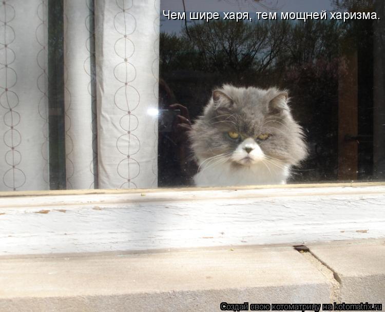 Котоматрица: Чем шире харя, тем мощней харизма.