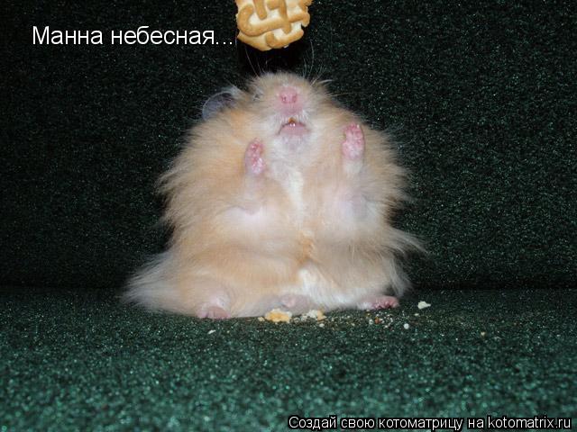 Котоматрица: Манна небесная...