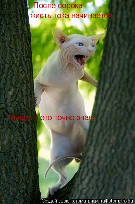 Котоматрица: После сорока  жисть тока начинается... теперь я это точно знаю!