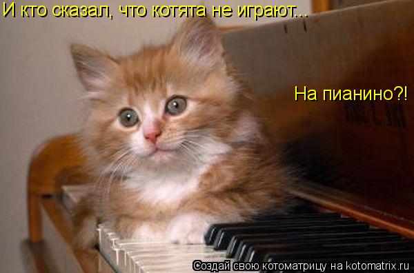 И кто сказал, что котята не играют... На пианино?!... Котоматрица: И кто сказал, что котята не играют... На пианино?!