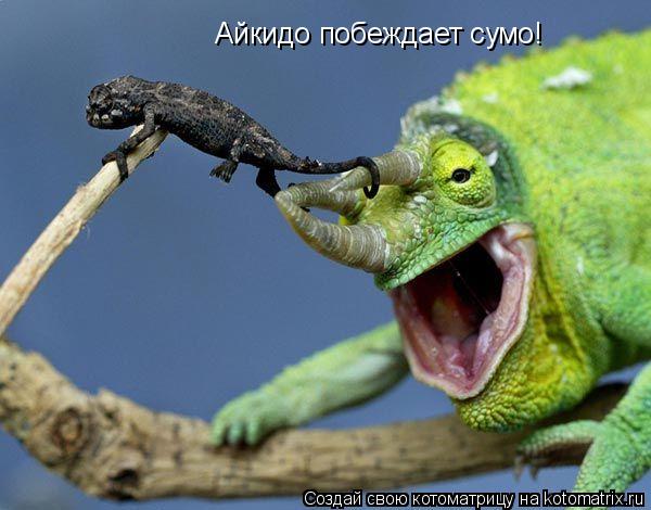 Котоматрица: Айкидо побеждает сумо!